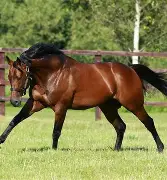 欧博官网入口-魔术客场遭遇溜马绝杀,失去比赛的球员